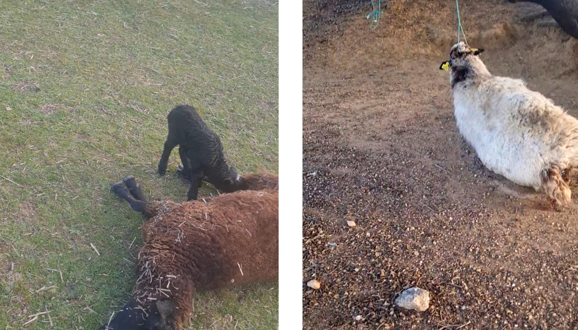 Ovejas colgadas colmenar